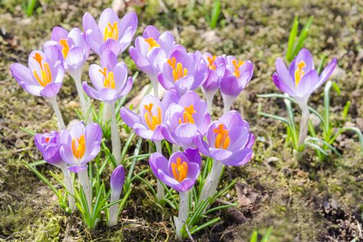 Spring backlight magenta crocuses or purple iris flowers on sunshine meadow