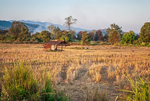 Dried Rice Field with Abandoned Farmer Hut [Soft Focus].
