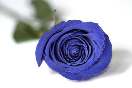 Stunning blue rose set against a white background.