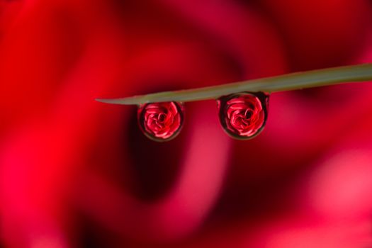 Abstract of two roses being reflected in a droplet - water refraction