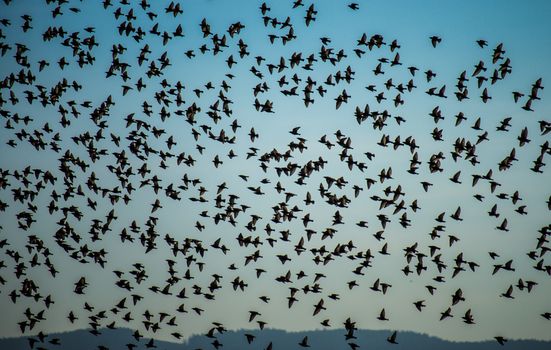 Swarm of birds