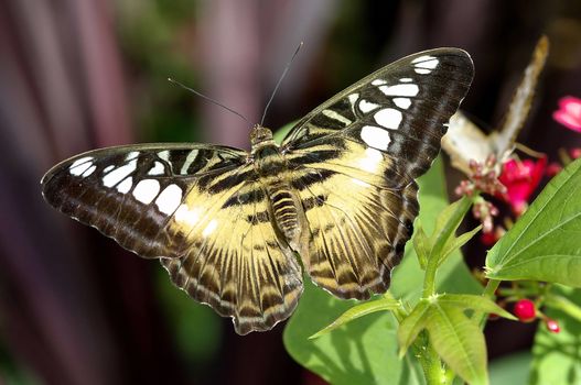 Colorful striped butterfly relaxing on a plant.