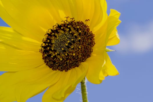 Beautiful cheerful flower blooming in the field.