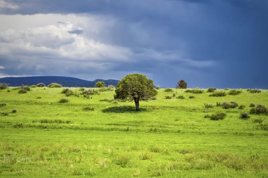 Rolling hills of green with a lonely tree.