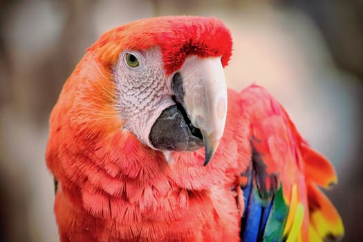 Striking portrait of the tropical parrot.