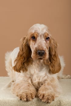 portrait of english cocker spaniel, european champion, breeding station