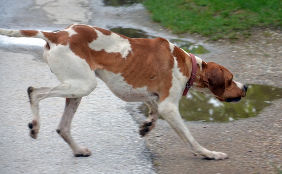 picture of a pointer dog running on apshalt road