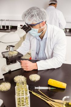 Food scientist looking at petri dish under microscope at the university