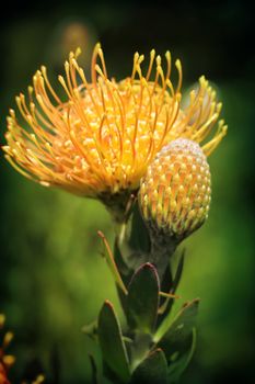 Magnificent Pincushion Protea, Nodding Pincushion  or Yellow Bird. flowering in the garden.   Botanical name  Leucospermum cordifolium
