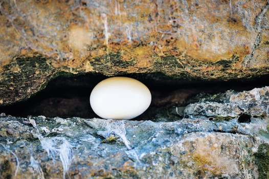 Egg between of stones on the coast