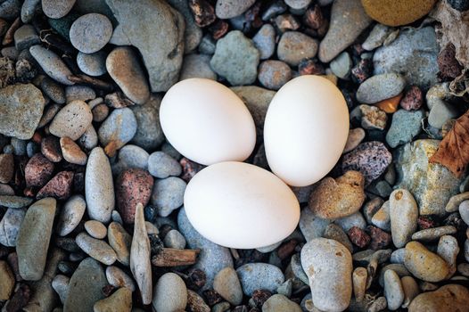 Three hen eggs on the sea pebbles