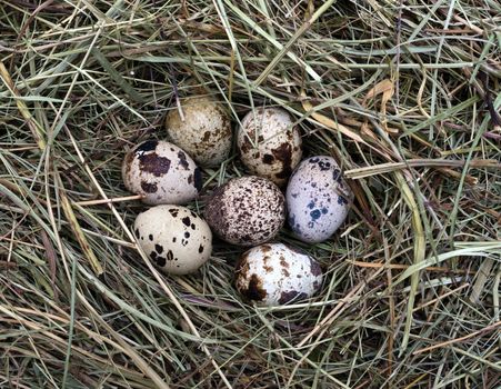 quail eggs in a nest of hay close-up