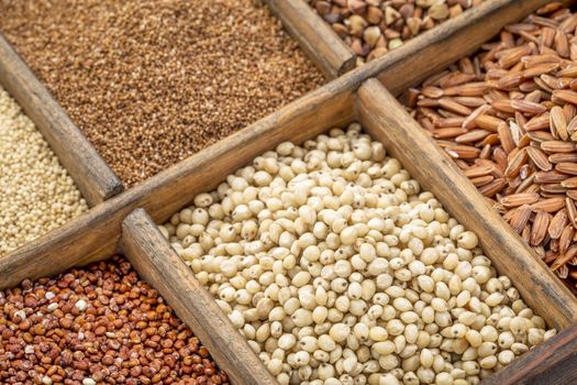 sorghum and other gluten free grains in a wooden rustic box