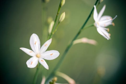 Beatiful wild flower in green meadow