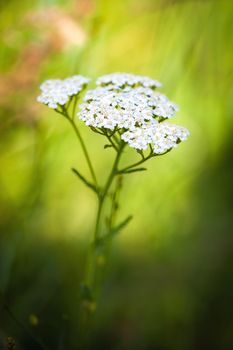 Achillea millefolium (yarrow) white wild flower on green meadow
