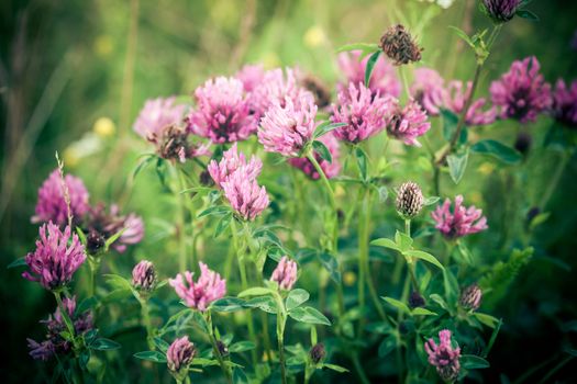 Clover flowers (Gomphrena) and leaves on green meadow background
