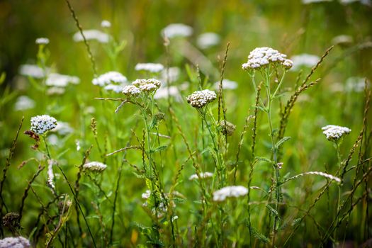 Achillea millefolium (yarrow) white wild flower on green meadow