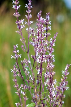 Wild pink spring flowers on green meadow