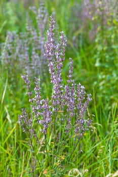 Wild pink spring flowers on green meadow