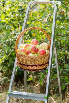 Apples in a wicker basket in the garden