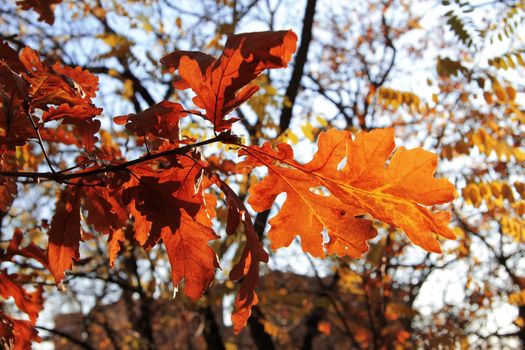 Yellow autumn leaves on the branches against blue sky