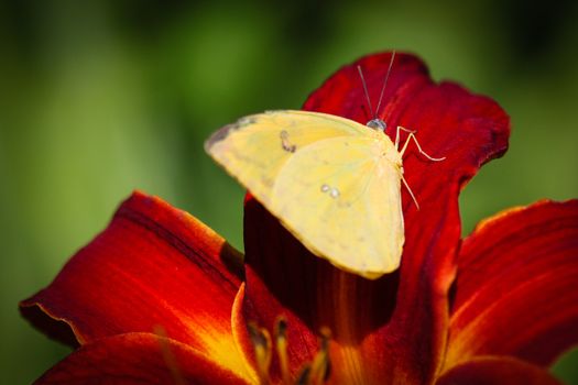 A colorful Cloudless Sulphur Phoebis Sennae butterfly sitting on a red Lily.