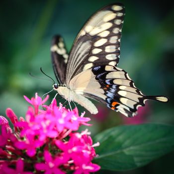 A colorful Giant Swallowtail Papilio Cresphontes butterfly.