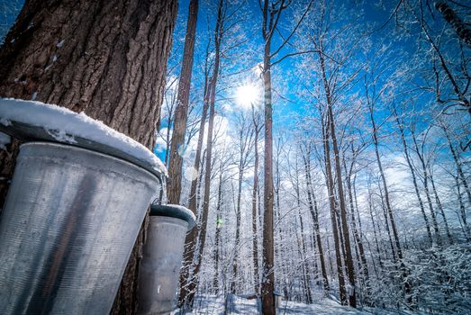 Two buckets await the right time for their content of sap to arrive.