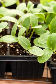Close up of some young cucumbers plant seedlings in a tray.