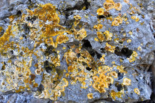 Yellow lichen growing on pitted rock