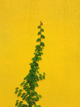 Coatbuttons Mexican daisy plant on yellow wall with space