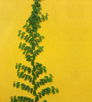 Coatbuttons Mexican daisy plant on yellow wall with space