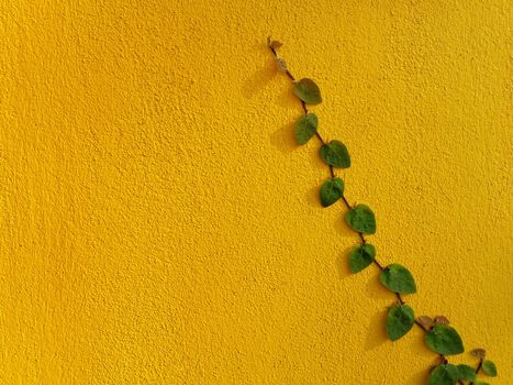 Coatbuttons Mexican daisy plant on yellow wall with space