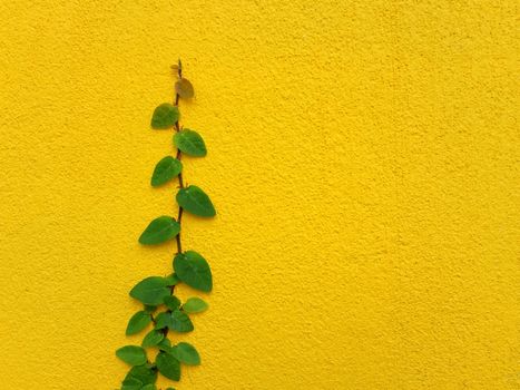 Coatbuttons Mexican daisy plant on yellow wall with space