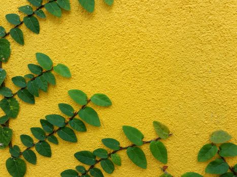 Coatbuttons Mexican daisy plant on yellow wall with space