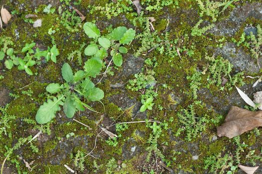 Fresh green grasses weed on ground in cement block as background