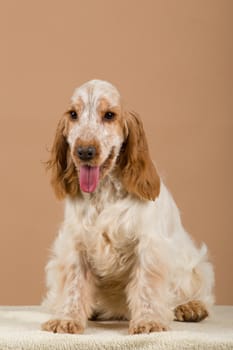 portrait of english cocker spaniel, european champion, breeding station