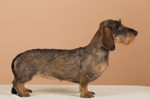 female portrait of brown dachshund, european champion, breeding station