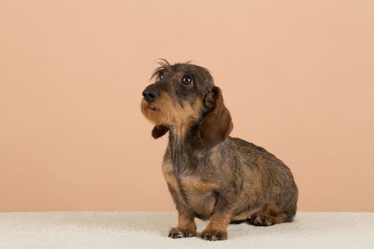 female portrait of brown dachshund, european champion, breeding station