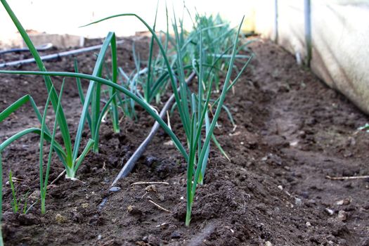 Onion cultivation