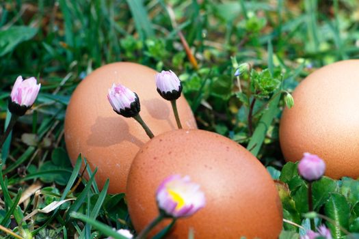 Group of eggs in grass with daisies around