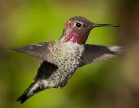 Close-up image of a hummingbird in flight. Northern California, USA.
