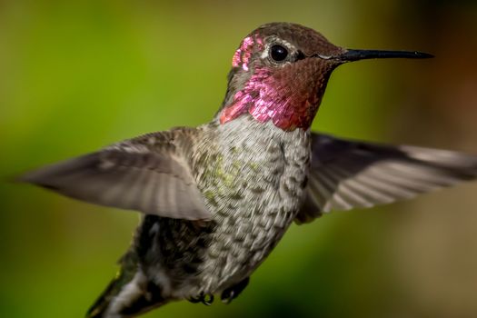 Close-up image of a hummingbird in flight. Northern California, USA.
