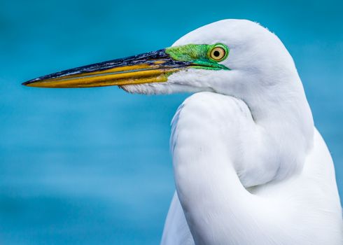 An egret on Sanibel Island, Florida, USA.