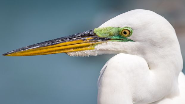 An egret on Sanibel Island, Florida, USA.