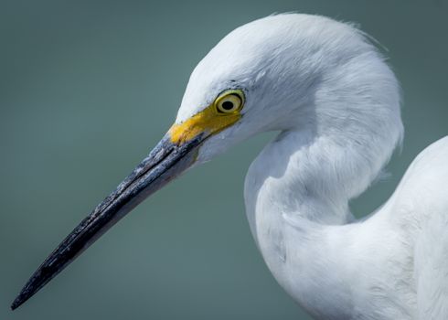 An egret on Sanibel Island, Florida, USA.