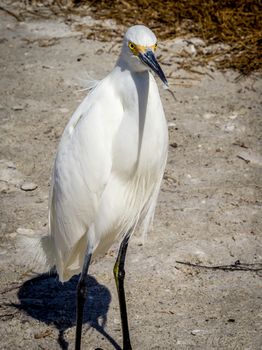 An egret on Sanibel Island, Florida, USA.