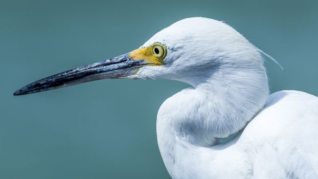 An egret on Sanibel Island, Florida, USA.
