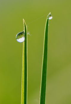 The thin web connects two small stalks and two droplets - the man and the woman.