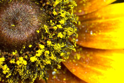 Part of a sunflower (very much a close up). Yellow leaves and pollen. 